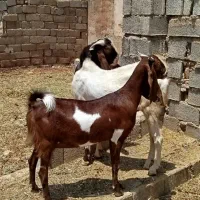 بره وبز و چپش پاکستانی