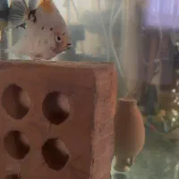 یک جفت ماهی انجل مولد|ماهی|بجنورد, |دیوار