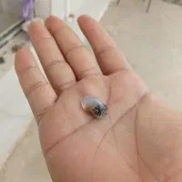 سه تا سنگ انگشتر عجیب و قیمتی