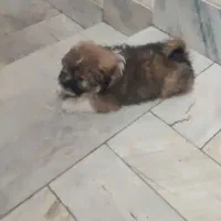 شیتزو پامر  تپل