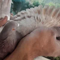 کبوتر پرشی|پرنده|ابریشم, |دیوار