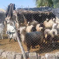 بره ۲ بری ممتاز درجه یک