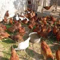 جوجه گلپایگان سالم چهار ماهه|حیوانات مزرعه|لاهیجان, کوی زمانی|دیوار