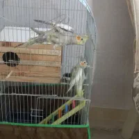 عروس هلندی