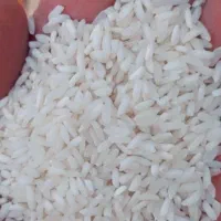 فروش برنج چما محلی