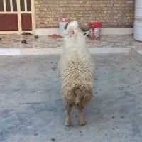 قوچ