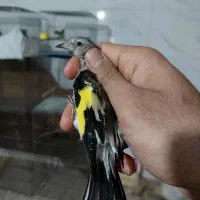 فنچ سهره کال و سیبیل قناری|پرنده|اصفهان, جاوان|دیوار