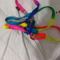 پامر‌.روباهی|سگ|اهواز, لشکرآباد|دیوار