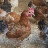 مرغ تخم گذار
