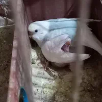 مرغ عشق مولد