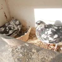 کفتر پروندنی و شاخ گیر برای معاوضه