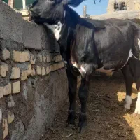 دوتا گوساله نر
