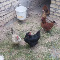 مرغ تخم گذار