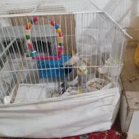 ۲عددعروس هلندی با تخم و ۱ عدد عروس هلندی دستی اهلی|پرنده|خرمشهر, |دیوار