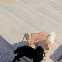 بزغاله و بره