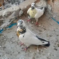 کبوتر پرشی