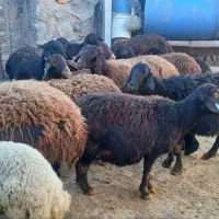 میش قزل افشار