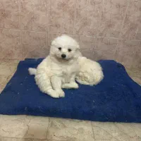 واگزاری توله سامویید|سگ|بومهن, |دیوار