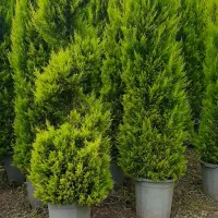 لاوسون نیمه زباله