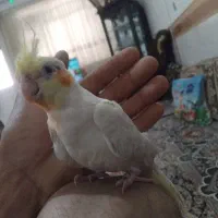 عروس سفیدخوشگل سالم