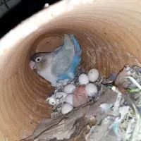 ا تعداد ۵عدد گرینچیک سخنگو و رام آواز خوان  ۱عدد|پرنده|طبس, |دیوار