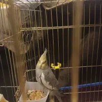 عروس هلندی سینامون  دونه ۷۰۰|پرنده|پاکدشت, شهرک امام رضا|دیوار