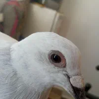 پرنده