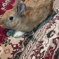 خرگوش