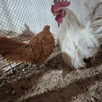 مرغ و خروس جاپنیز