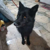 فروش سگ ژرمن بلک شولاین|سگ|شیراز, لب آب|دیوار