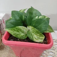 چند عدد گل|گل و گیاه طبیعی|کرمانشاه, |دیوار