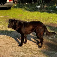 سگ سرابی برای جفتگیری(نسل کشی)