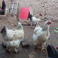 تخم برهما لایت وتخم انگلیس وبربو