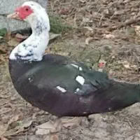 اردک اسرائیلی نر و ماده