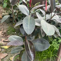 گل آپارتمانی