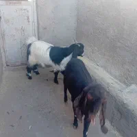 دو عدد بز فروشی|حیوانات مزرعه|رفسنجان, |دیوار