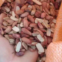 بادام زمینی لپه و سایز درجه دو