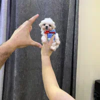 شیتزو وایت ۳۰۰ گرمی