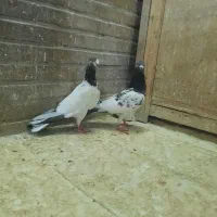 کبوتر نروماده پرشی و زمینی