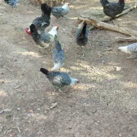 تخم مرغ نطفه دار و جوجه یک روزه|حیوانات مزرعه|یزد, |دیوار