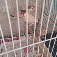 فنج نرگسی شکلاتی|پرنده|تهران, جماران (نیاوران)|دیوار