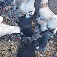 جفت نروماده سار وماده سوسک دوتا نر پلنک و نر دمبی|پرنده|بافق, |دیوار