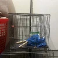 دوعددقفس پرنده