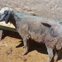 میش سن بالای دندان سالم .یه کم ضعیفه اگهیبخان