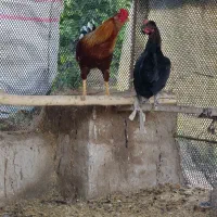 خروس محلی|حیوانات مزرعه|سرپل ذهاب, |دیوار