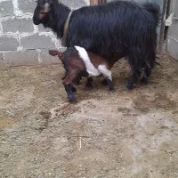 دوراس بزترکی کهره دار