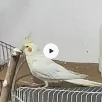 عروس هلندی گم شده است