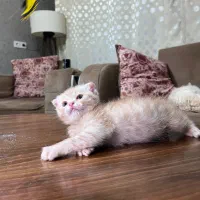 گربه اسکاتیش