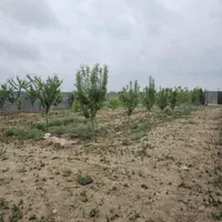 قطعات ۶۰۰متری ملگی آب برق گاز مناسب ساخت|فروش خانه و ویلا|مشهد, توس (بلوار توس)|دیوار