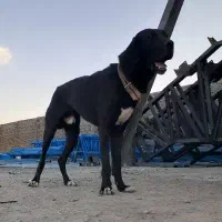 سگ گریت دین